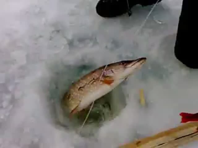 Зимняя ловля щуки на Байкале