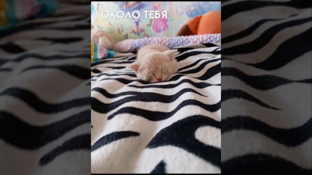 моё солнышко 😘🐱❤