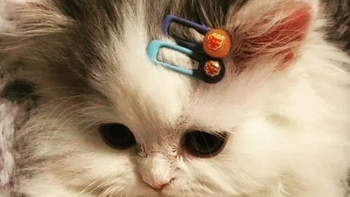 распаковка Табо сквишей 😺