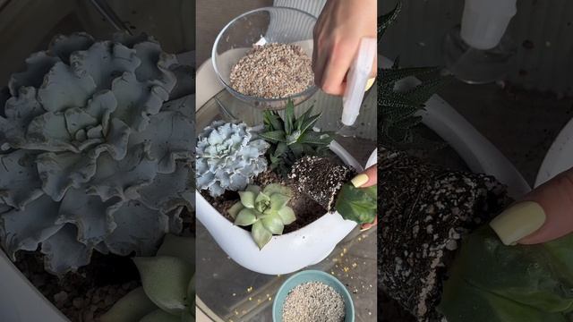 Успели заскучать на новогодних каникулах? Собираем композицию из суккулентов 🤩