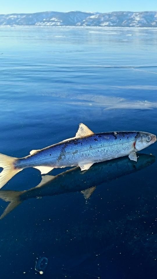 РЫБАЛКА НА ОМУЛЯ БАЙКАЛ 👍🎣🎣🎣🎣🐟🐟🐟🐟🐟🐟🐟🎣🎣🎣🎣