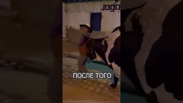 Бык ведёт ПЬЯНОГО хозяина домой