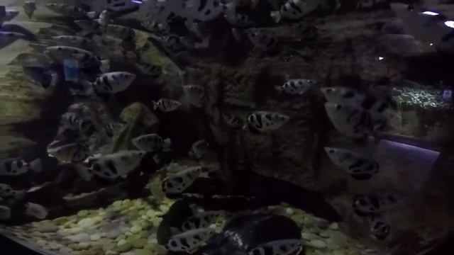 VLOG: Дубай. Аквариум Дубай Молл. Океанарум в ОАЭ DUBAI Aquarium and underwater ZOO