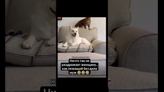 Юмор