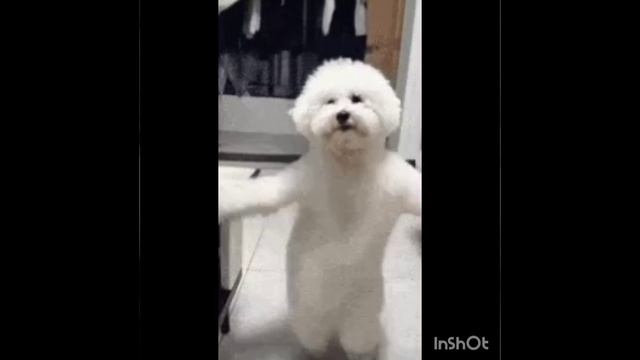 милые видео