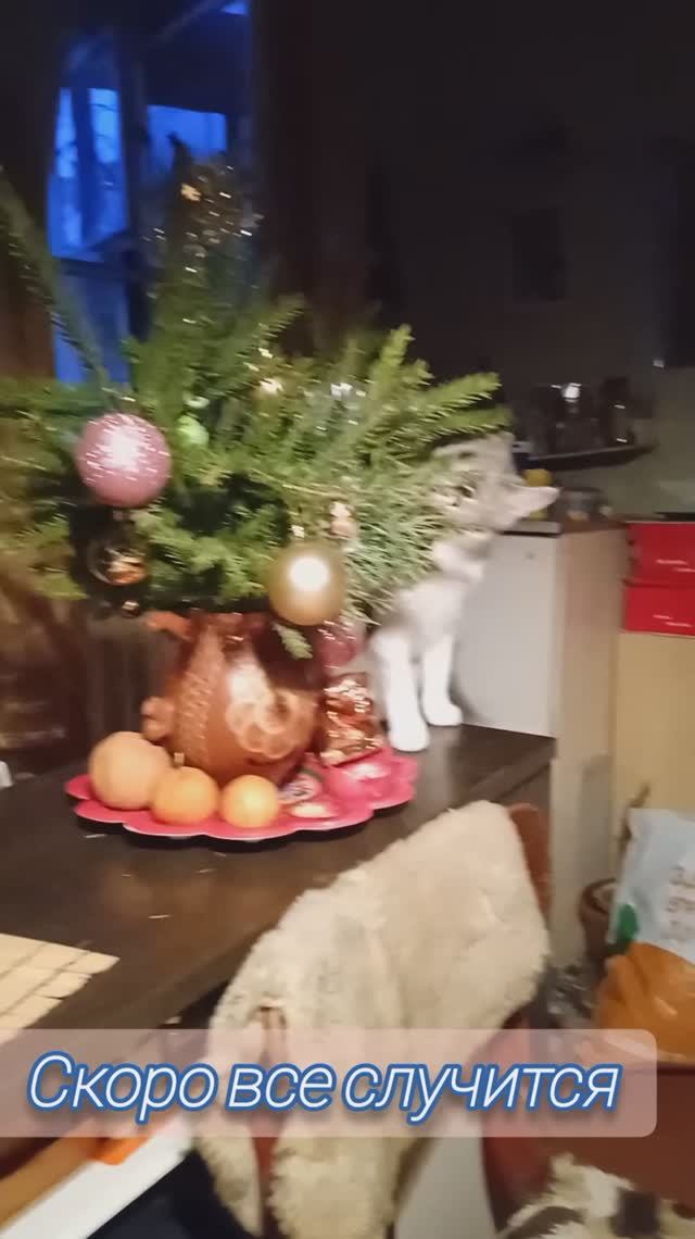 Новый год к нам мчится, скоро все случится #кот