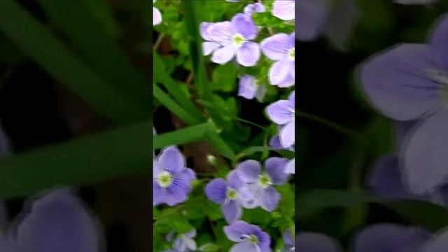 Цветы небесной красоты. Вероника. Дмитрий Шлапак