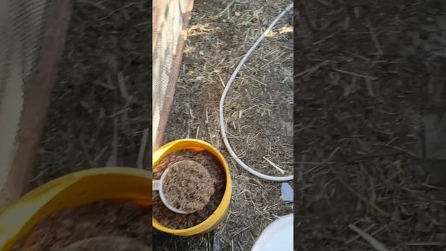 Ячменная дробина для Катумских овец