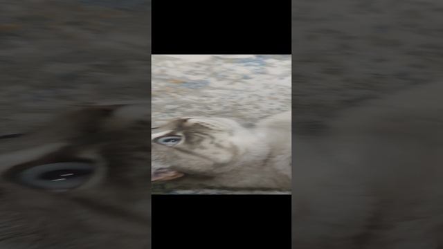 Дарси из ролика "Break the board"