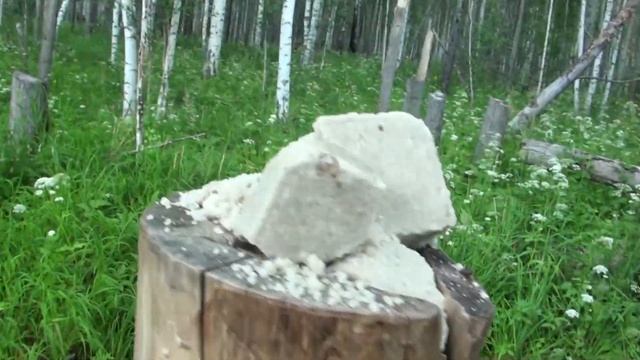 Лоси. Два крупных быка! Солонцы