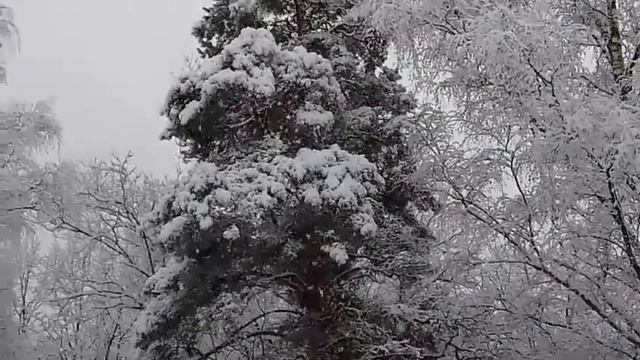 Прогулка 31.12.24 - шикарная погода под новый год