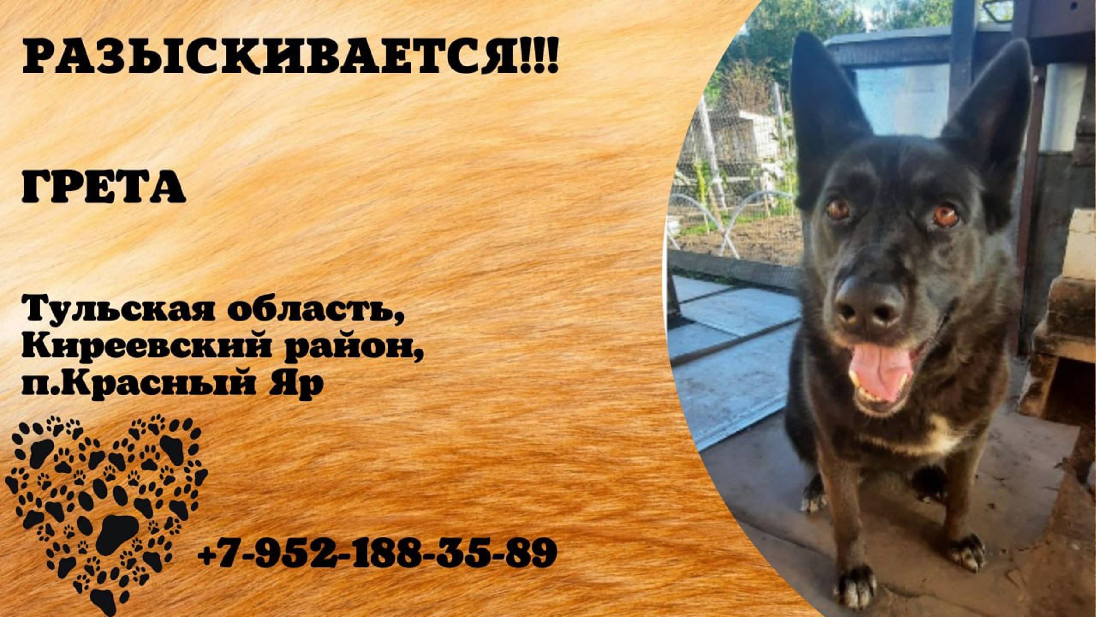 Пропала собака! ГРЕТА. Тульская обл, Киреевский р-н, п. Красный Яр