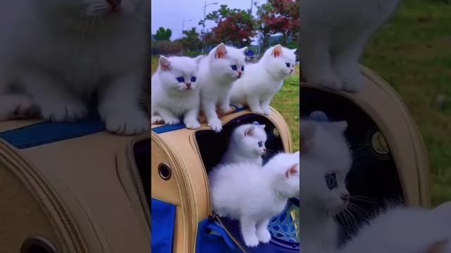 Мы в ВК https://vk.com/life_of_cats