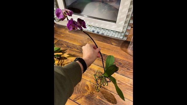 Мои новогодние реанимашки