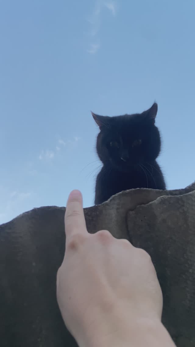 КОТ 🐈⬛ ТОМАС😸БОКСЁР🥊