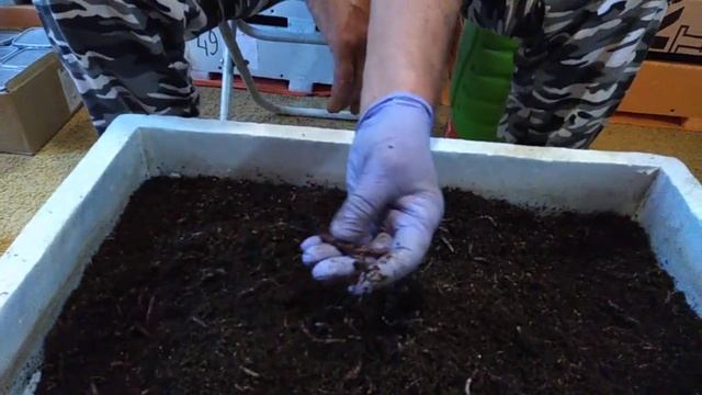 Отруби + добавка + дрожжи...Обзор через две недели.