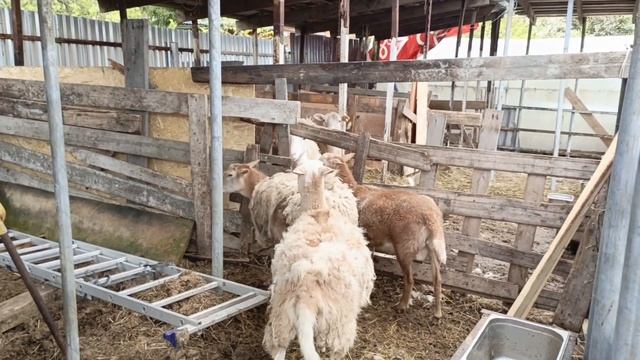 Фартук на Катумского барашка, объединяем маток с подростком