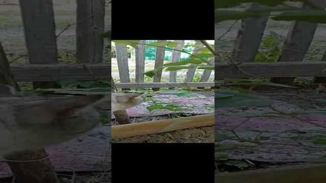 Шмель