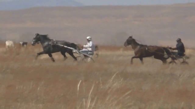 Заезд  орловцов рысистой породы 2-х л.Райков конно-спортивный праздник, посвященный дню победы