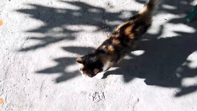 котики с озвучкой