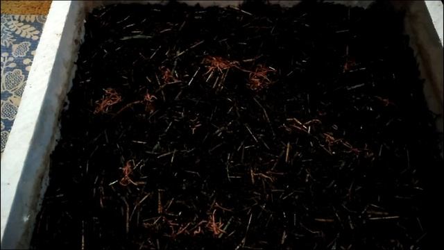 Суперпитательный субстрат.Заселение червя и предварительный осмотр.