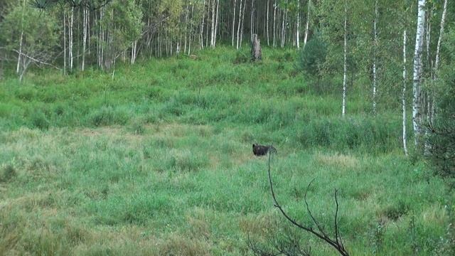 Охота на медведя на овсах. Что могло напугать медведя???