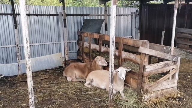 Линии Катумских овец по номерам и именам