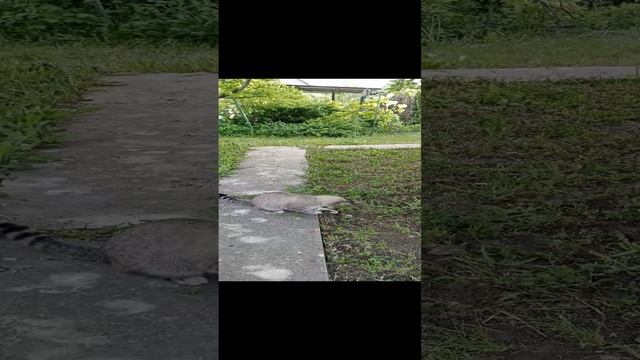 Том и Джерри. Финал.