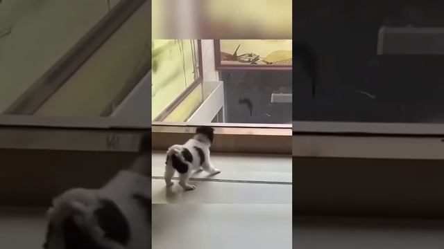 Интерес собак