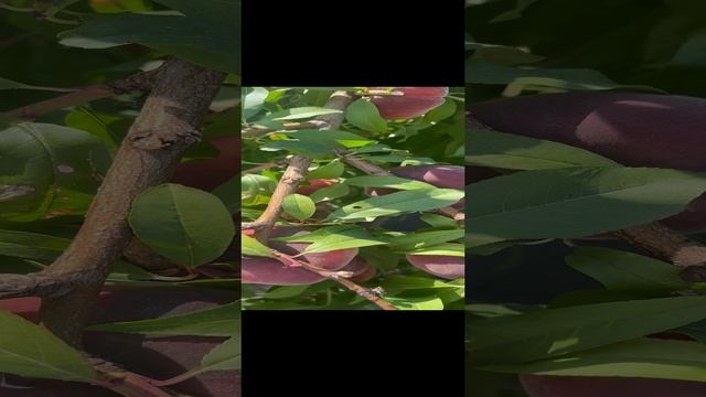 Персик Плейна Стар