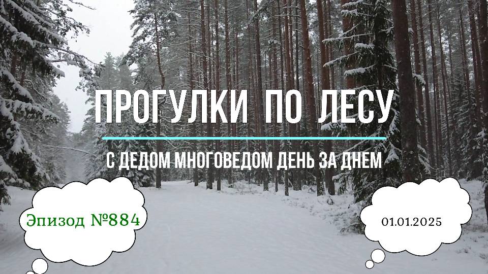 Прогулки по лесу. День за днем с дедом Многоведом. 1 января 2025г. Эпизод 884.