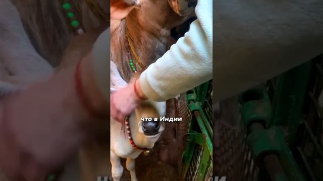 Продолжение кулинарного путешествия. Печенье сердце с росписью, трех этажный торт и многое другое.