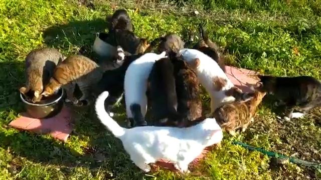 после прогулки надо подкрепиться! it's a rule to eat after a walk.mp4