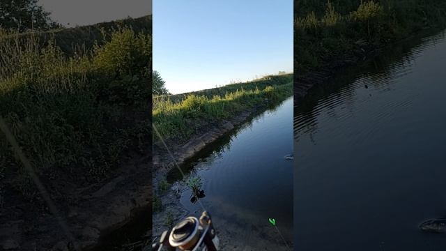 Карп на поплавок. #рыбалка #карп