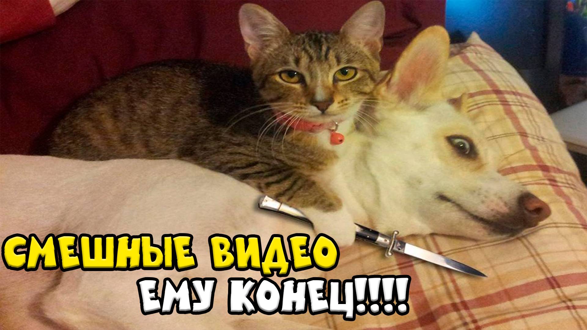 Приколы с котами!😂 - С ОЗВУЧКОЙ! - Смешные коты!!! - Самые смешные животные! Угар! Приколы 2025