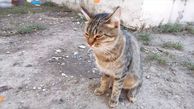 котики с озвучкой