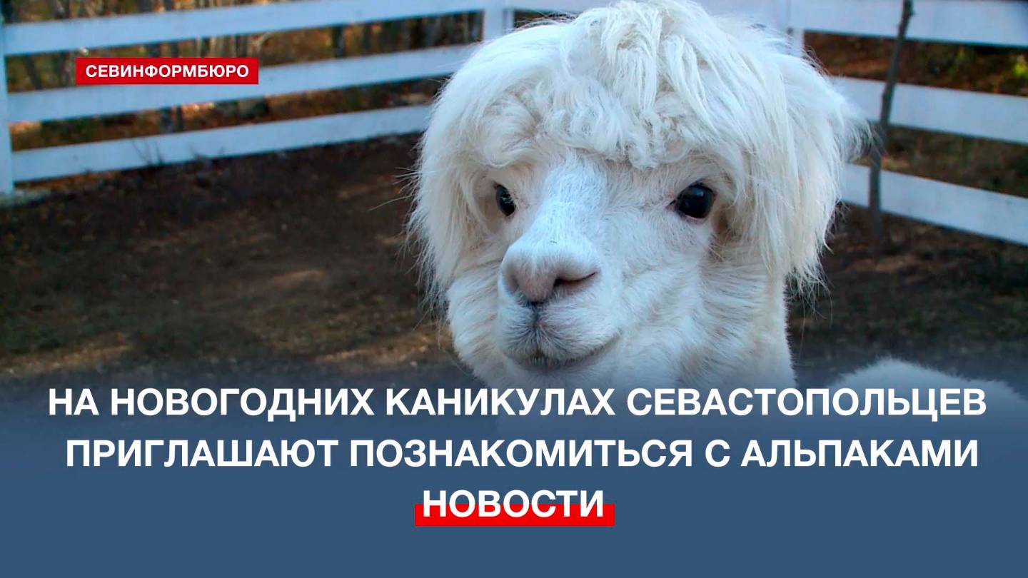Альпаки, ламы и дружелюбные овечки – кого можно встретить этой зимой на ферме под Севастополем?