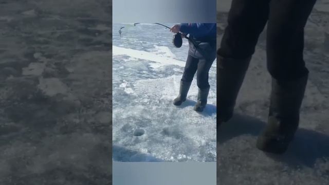Улов Омуля на Байкале