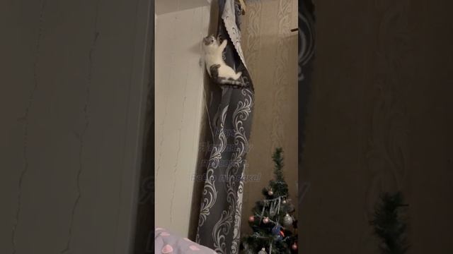 Мам, я проверил гирлянду! .mp4