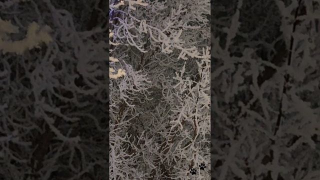 Иней и огоньки на деревьях. Новогодняя сказка.
