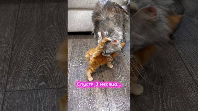 Котята мейнкунята! Сложно ! #cats #мейнкун #top #котики