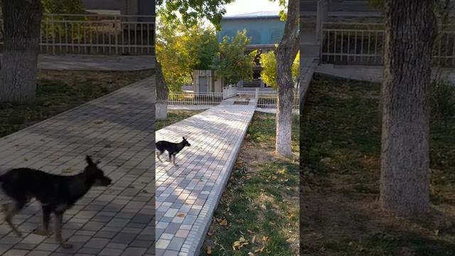 бездомные собаки возле метро