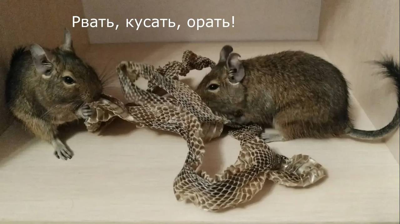 Реакция дегу на шкуру змеи. Degu reaction to snake skin. (Чилийская белка, кустарниковая крыса)