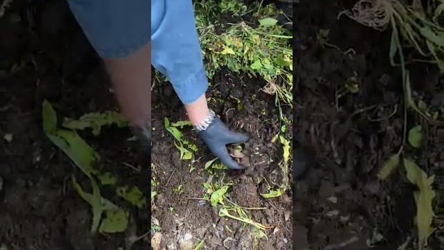 КАиМ в навозе КРС. Отчёт Леонида из Калуги.