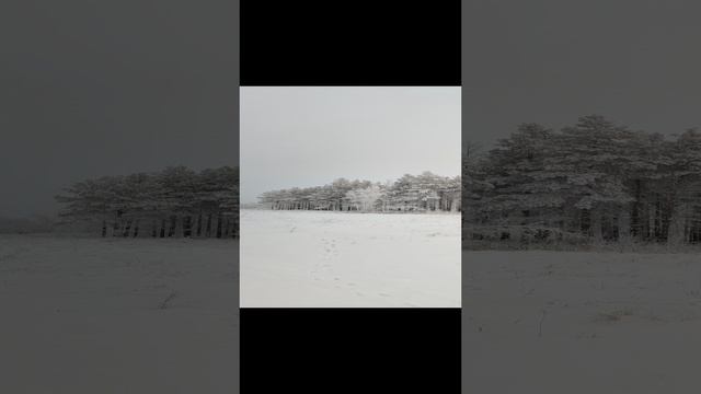 Западно-сибирская лайка