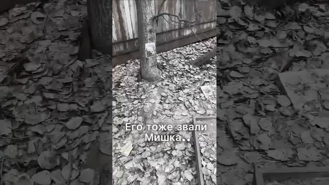 Я уже знал, как назову своего бездомного щеночка ❤️