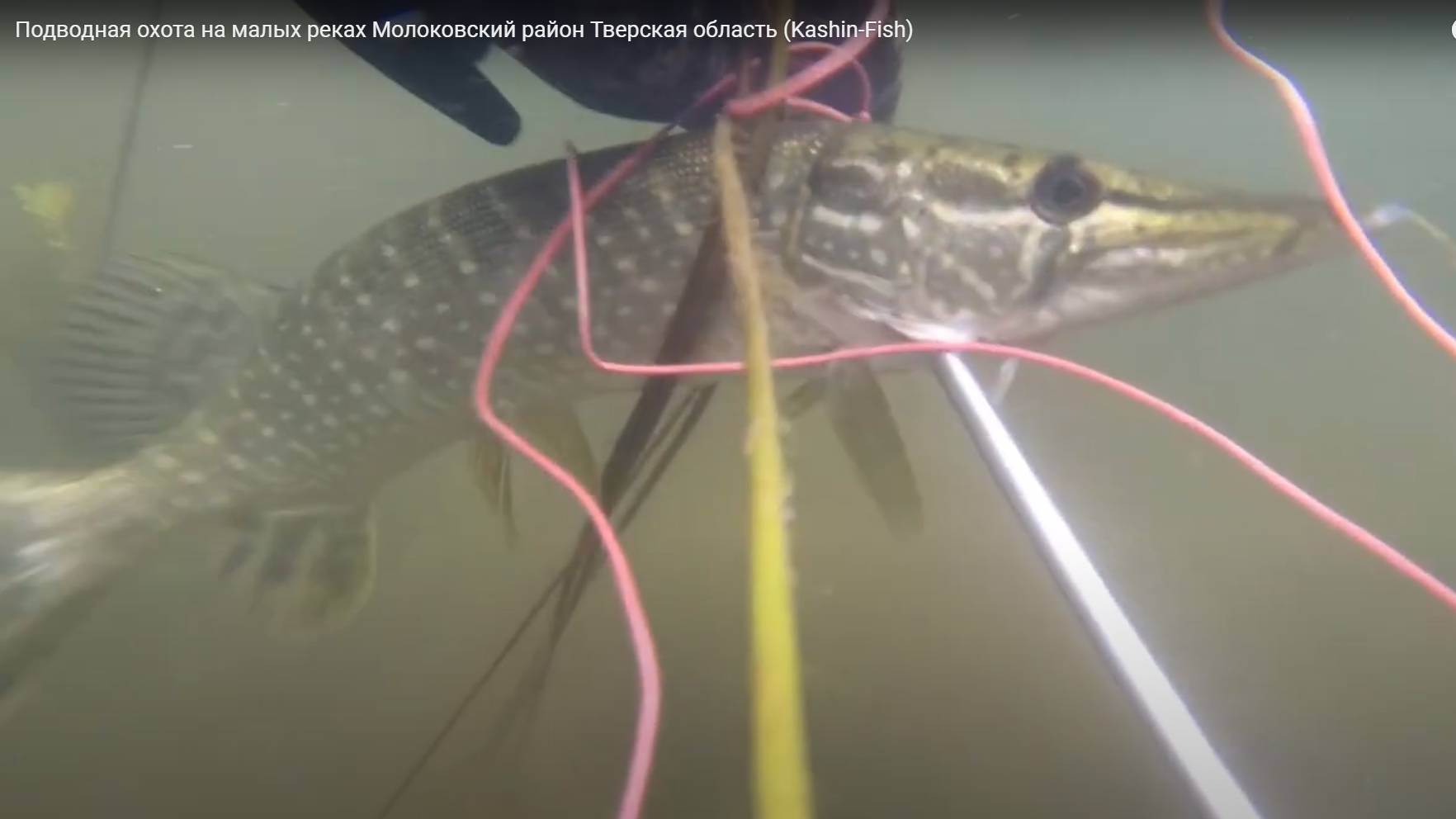 Подводная охота на малых реках Молоковский район Тверская область (Kashin-Fish)