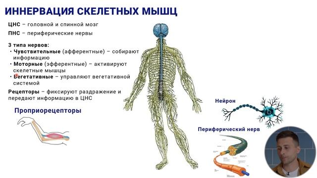 12. Иннервация скелетных мышц