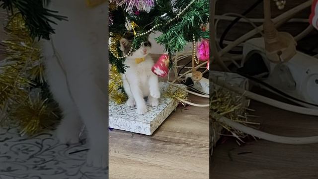 Маленький котенок ждет Новый Год возле елки. Шорты.