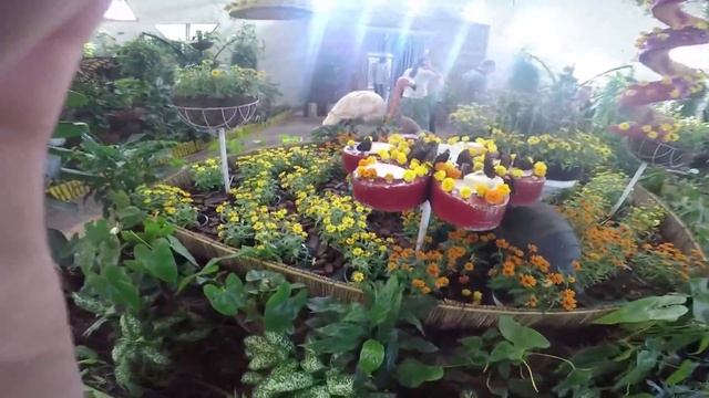 VLOG:Дубай/Парк бабочек - Butterfly Park/Куда сходить с ребёнком